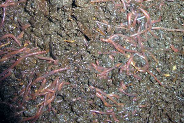 ВермиФермер: разведение червей, биогумус и вермикомпост