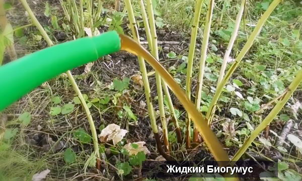ВермиФермер: разведение червей, биогумус и вермикомпост