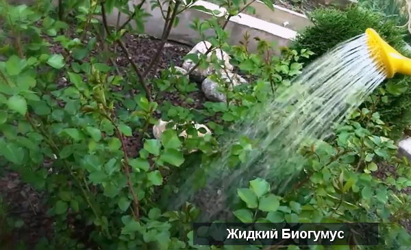 ВермиФермер: разведение червей, биогумус и вермикомпост